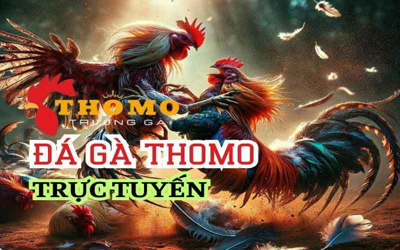 đá gà thomo